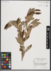 Foto von Salix appendiculata Vill.